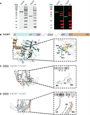 Crystal structure of Trichinella spiralis calreticulin and the structural basis of its complement evasion mechanism involving C1q